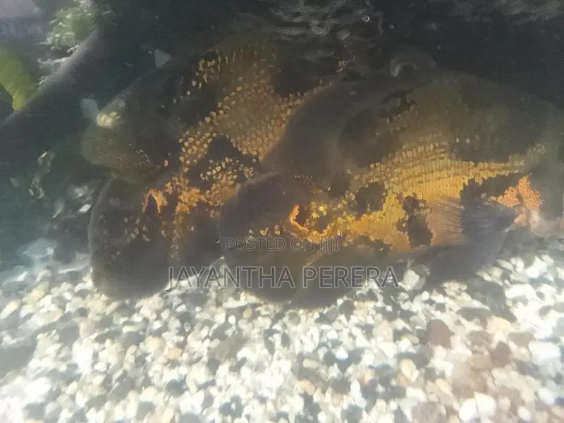 4 Oscar Fish