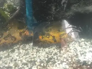 4 Oscar Fish