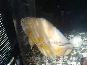 4 Oscar Fish