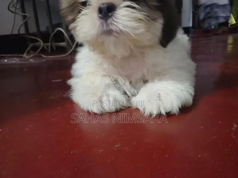 Shih Tzu Puppy