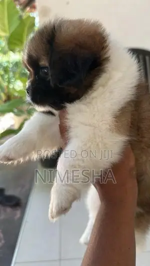 Shih Tzu Puppies