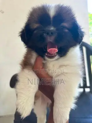 Shih Tzu Puppies