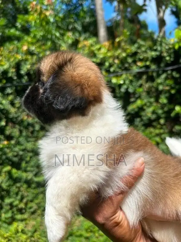 Shih Tzu Puppies