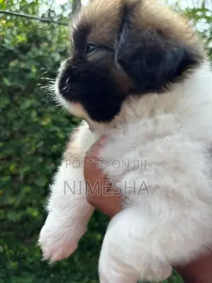 Shih Tzu Puppies