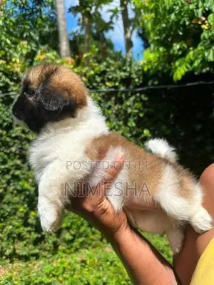 Shih Tzu Puppies