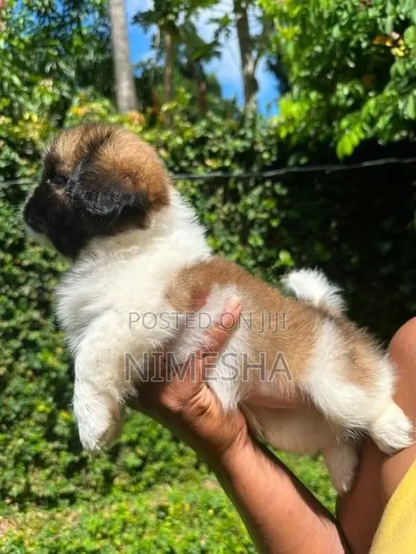 Shih Tzu Puppies