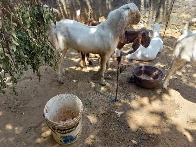 யமுனா பாறி ஆடு
