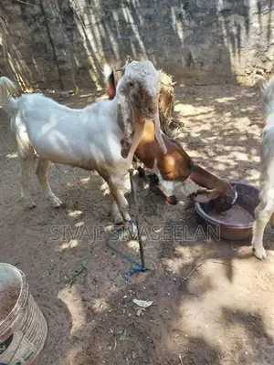 யமுனா பாறி ஆடு