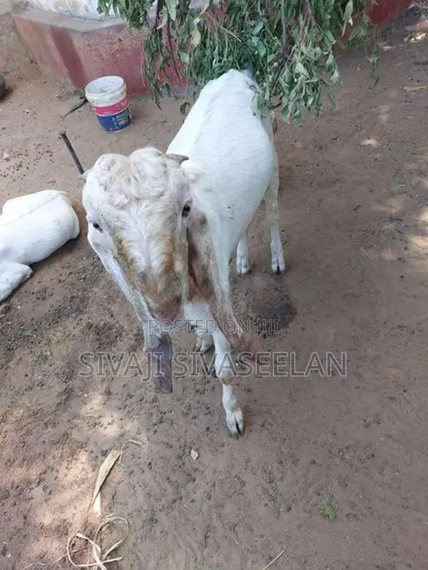 யமுனா பாறி ஆடு