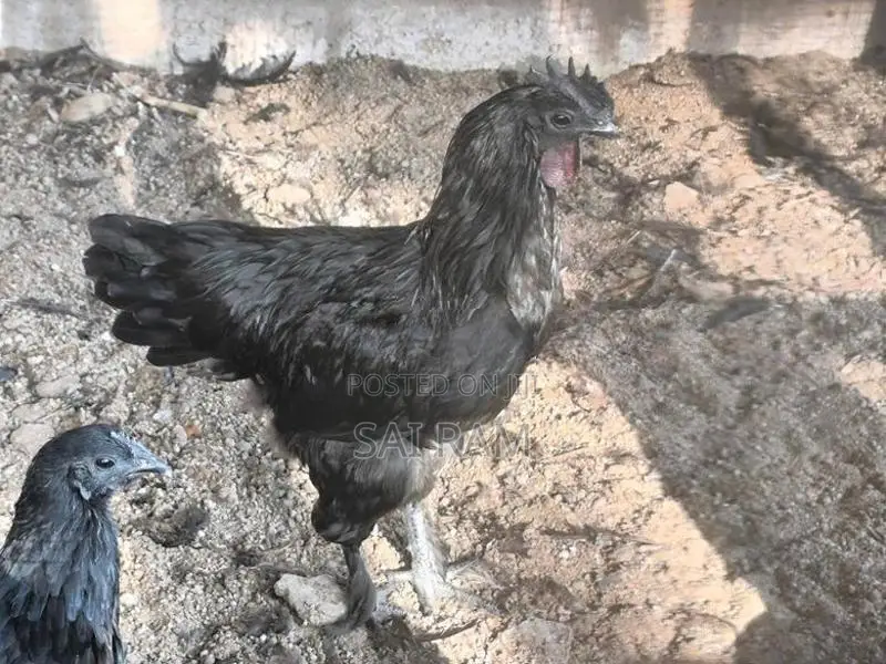 கருங்கோழிசேவல்