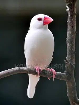 Java Birds