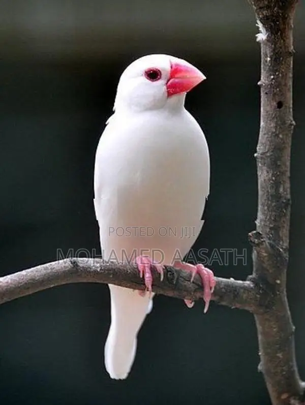 Java Birds