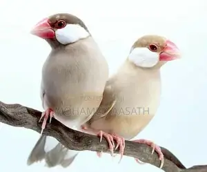 Java Birds