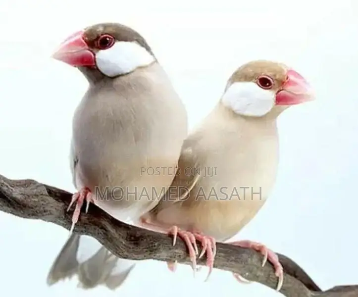 Java Birds