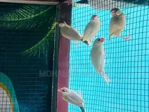 Java Birds