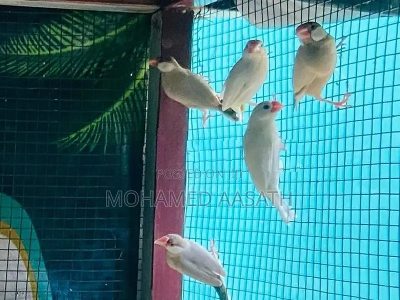 Java Birds