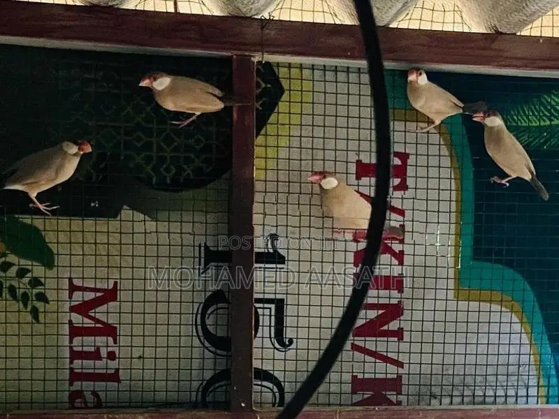 Java Birds