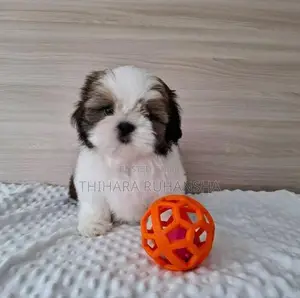 Shih Tzu Puppy