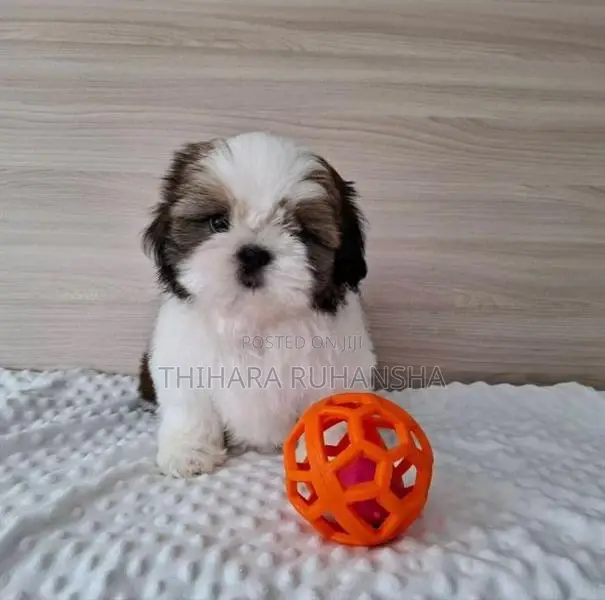 Shih Tzu Puppy