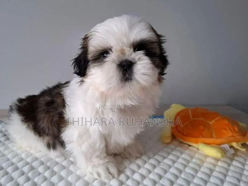 Shih Tzu Puppy
