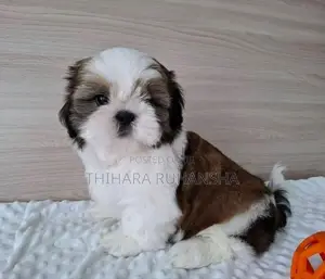 Shih Tzu Puppy