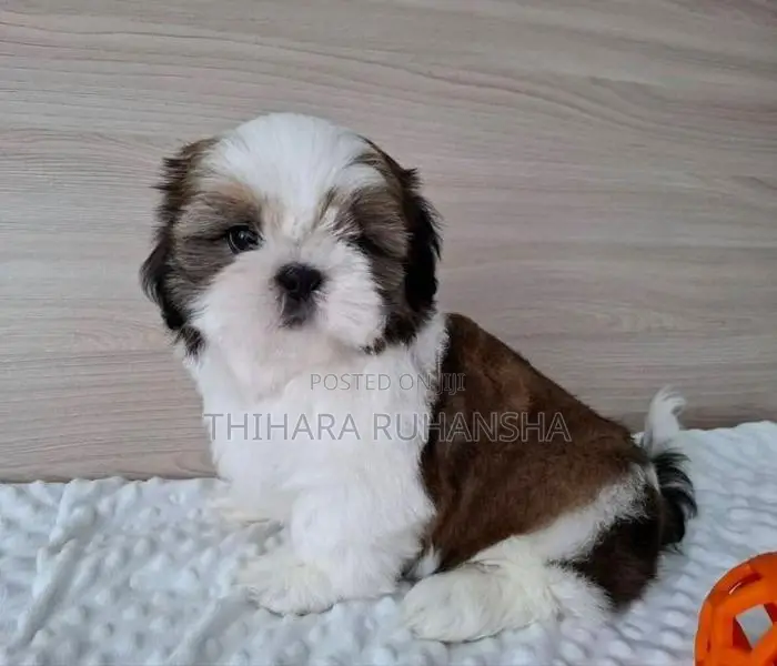 Shih Tzu Puppy