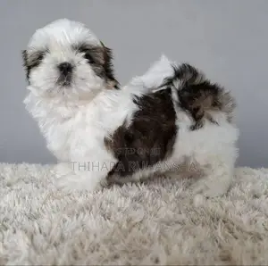 Shih Tzu Puppy