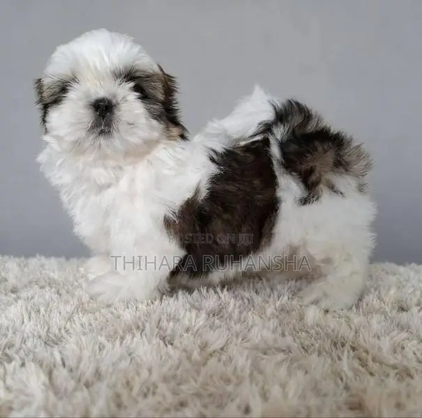 Shih Tzu Puppy