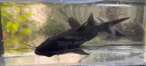 Upside Down Catfish