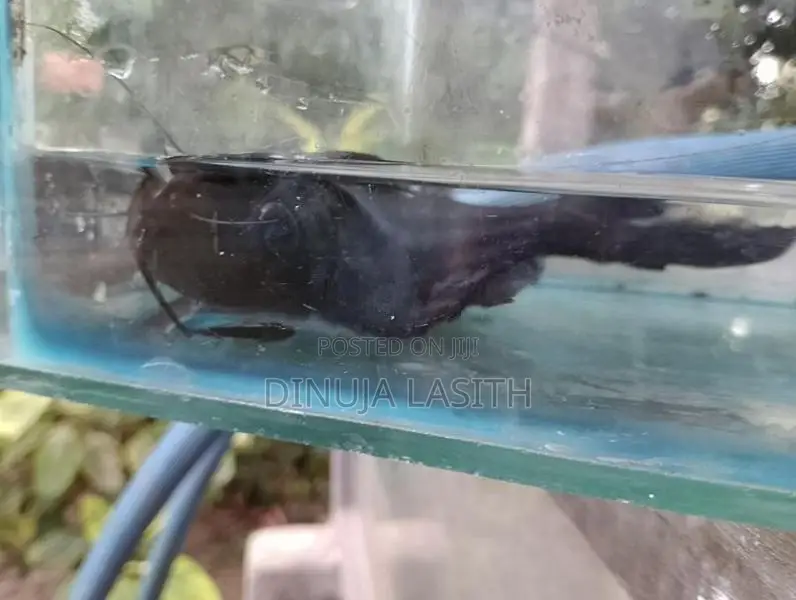 Upside Down Catfish