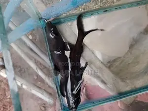Upside Down Catfish