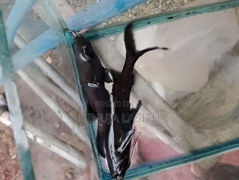 Upside Down Catfish