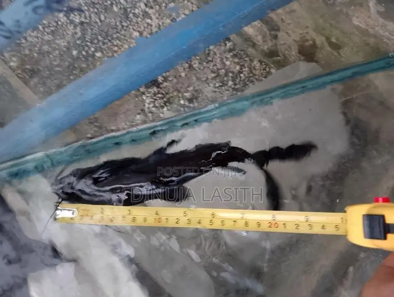 Upside Down Catfish