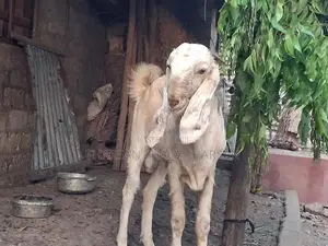 பண்ணை ஆடு
