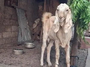 பண்ணை ஆடு