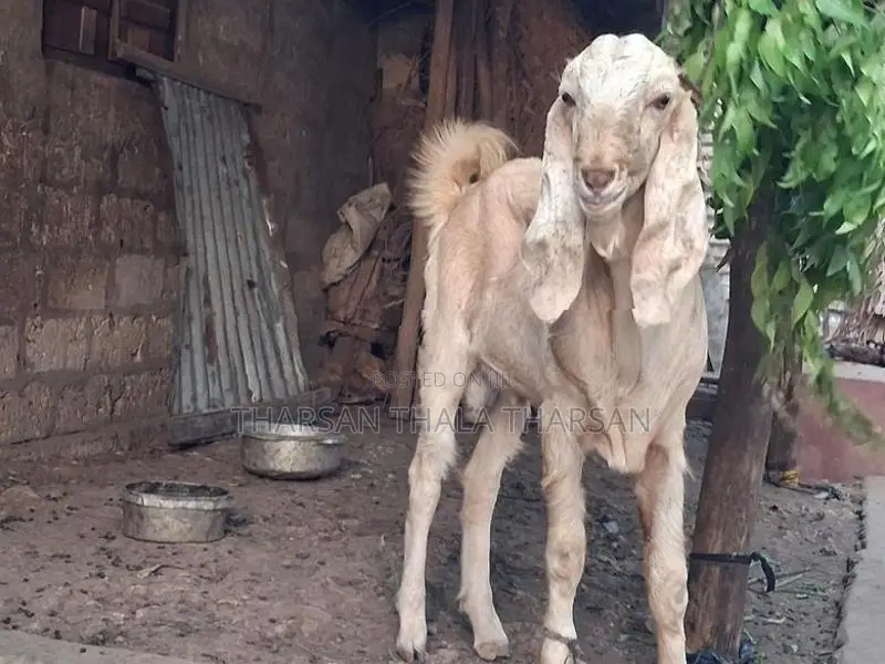 பண்ணை ஆடு