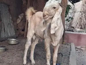 பண்ணை ஆடு