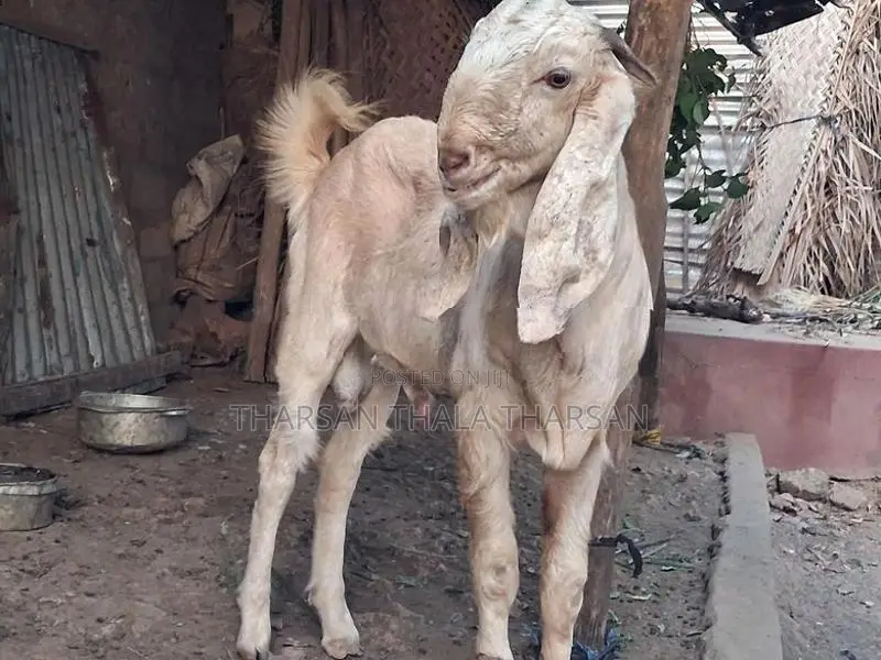 பண்ணை ஆடு