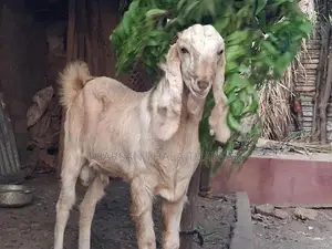 பண்ணை ஆடு