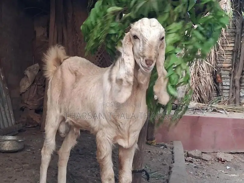 பண்ணை ஆடு