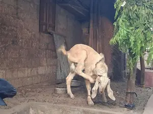 பண்ணை ஆடு