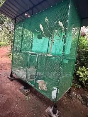 Bird Cages