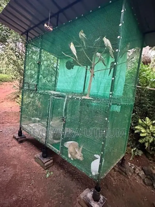Bird Cages