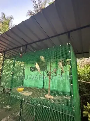 Bird Cages