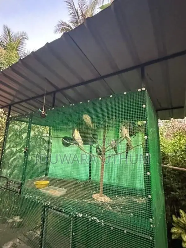 Bird Cages