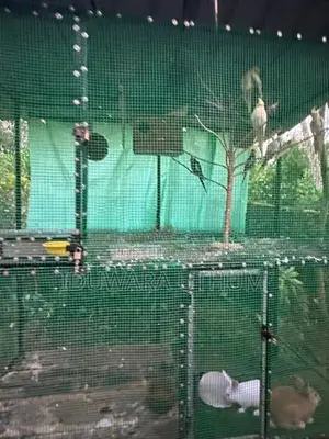 Bird Cages