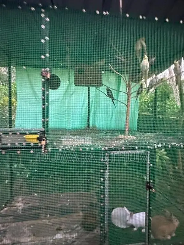 Bird Cages