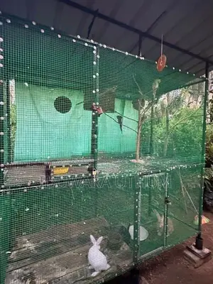 Bird Cages