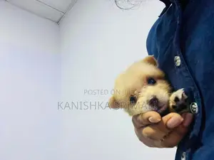 Lion Pomeranian
