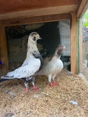 Pigeons